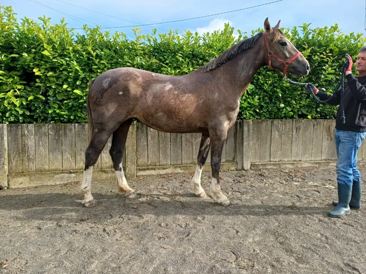 ID filly - Image 3