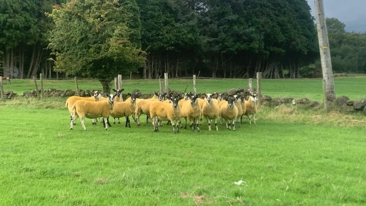Mule hoggets - Image 1