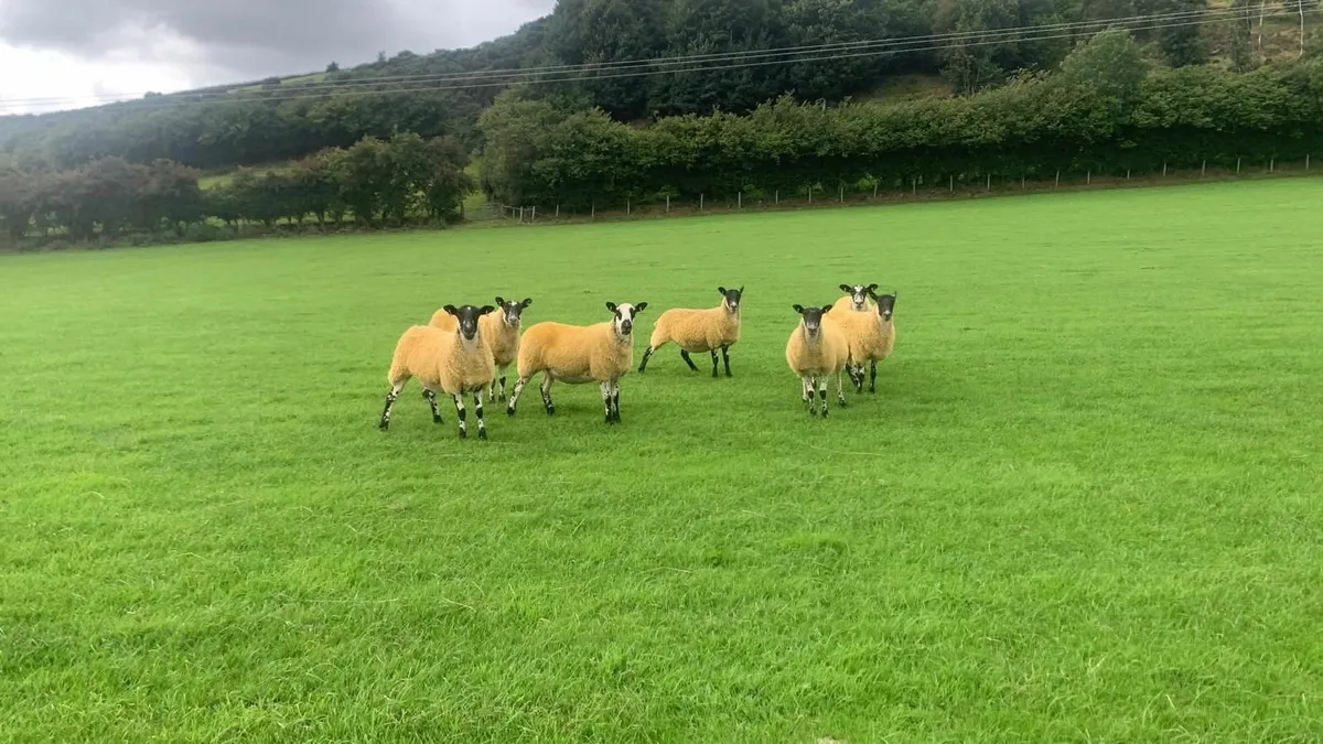 Mule hoggets - Image 2