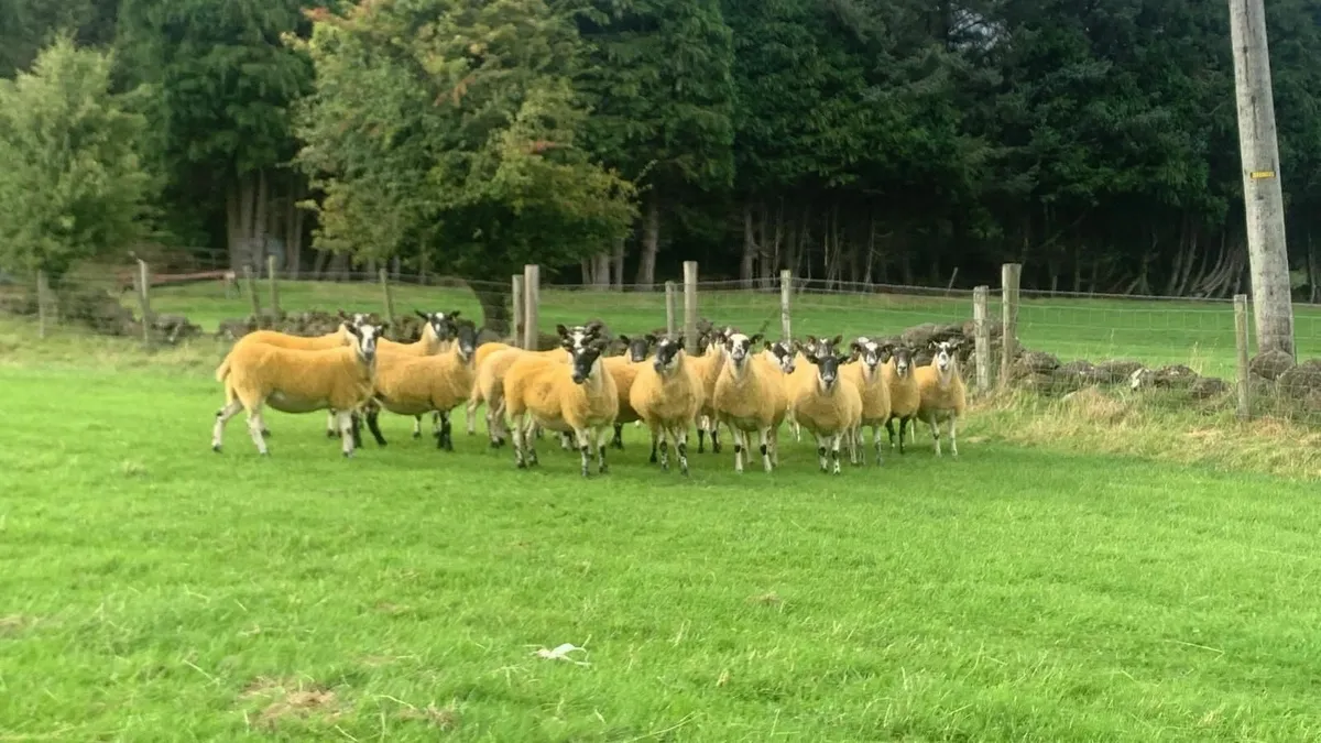 Mule hoggets - Image 3