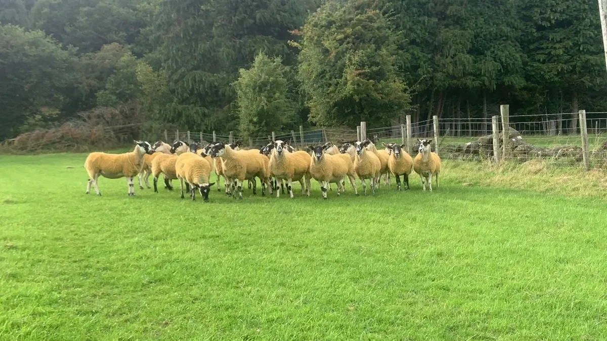 Mule hoggets - Image 4