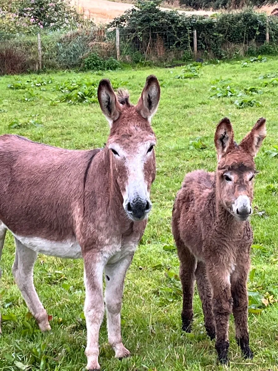 Donkeys - Image 1
