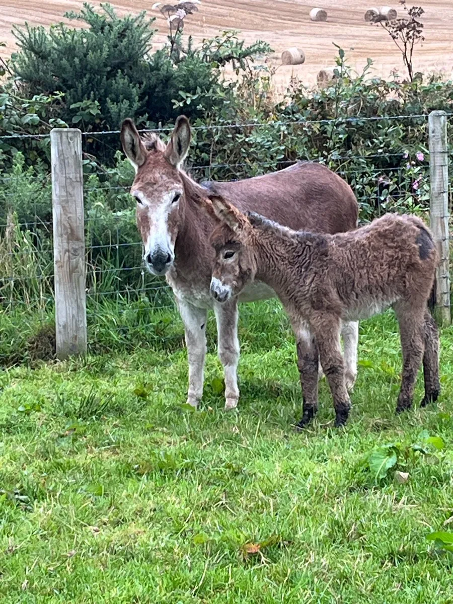 Donkeys - Image 2