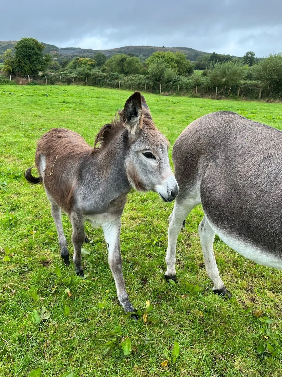 Donkeys - Image 3