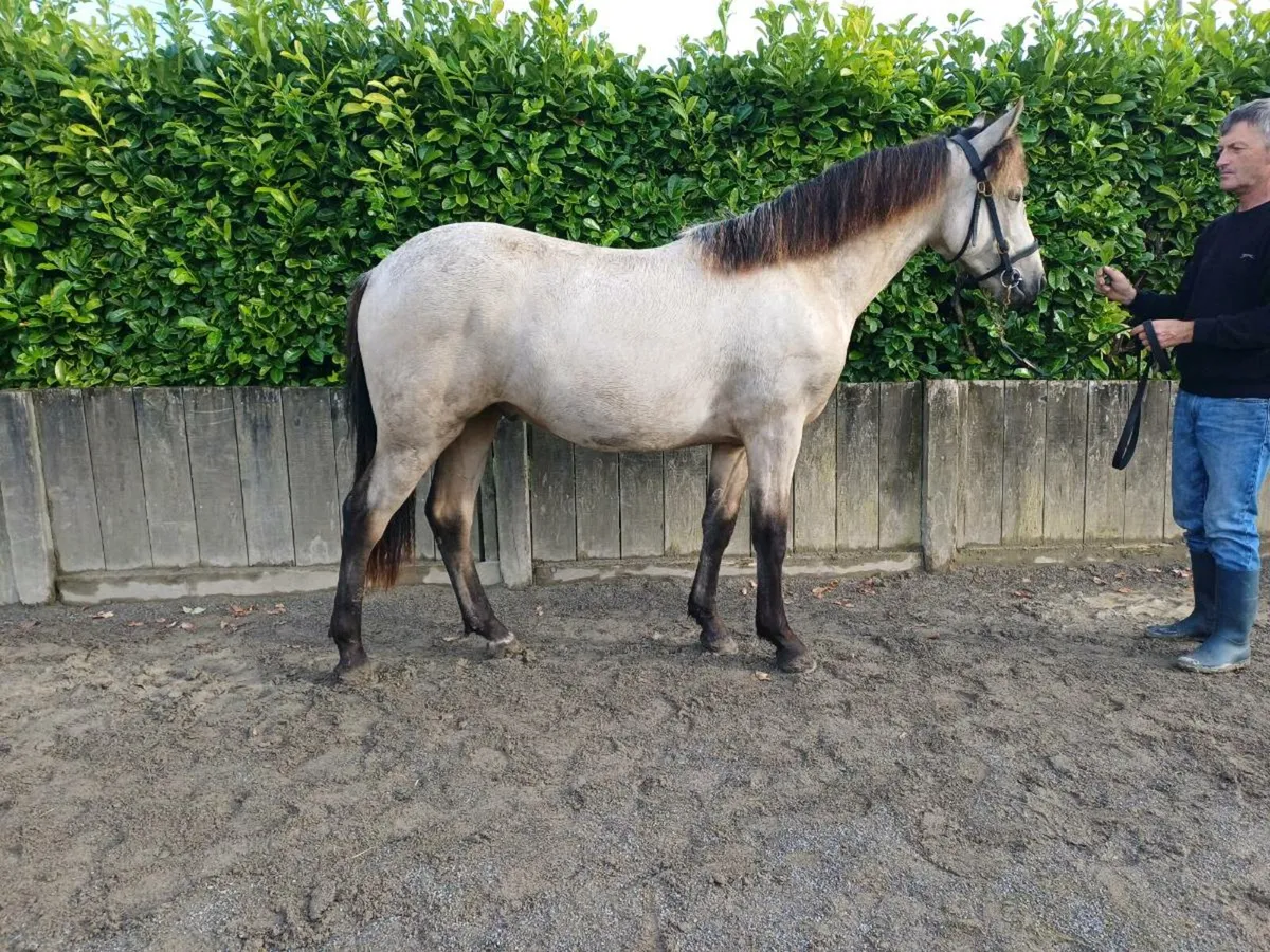 Dun connemara gelding - Image 2