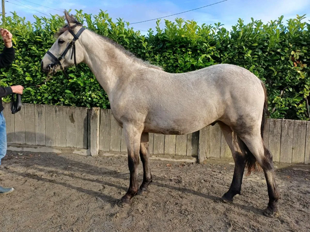 Dun connemara gelding - Image 3
