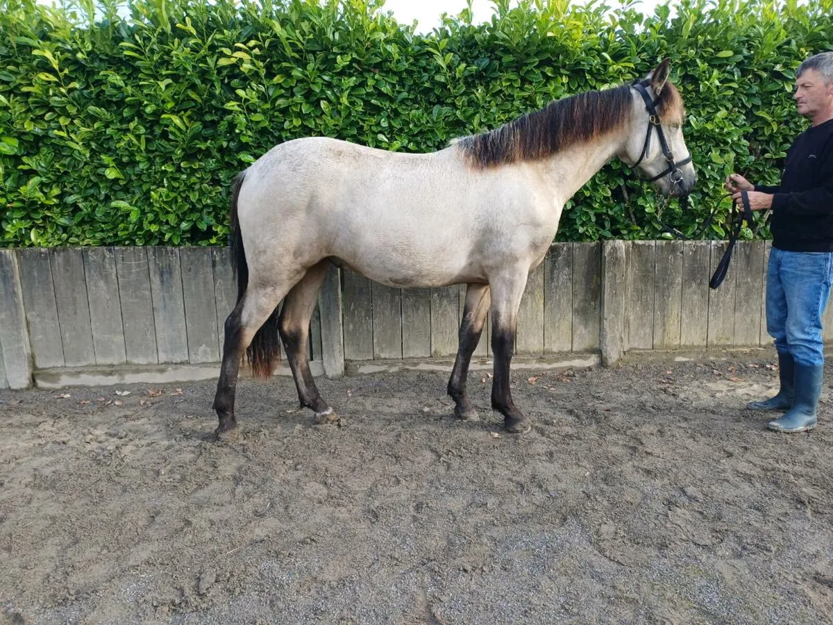 Dun connemara gelding - Image 4