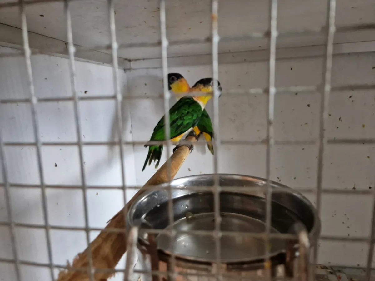Parrot - Image 1