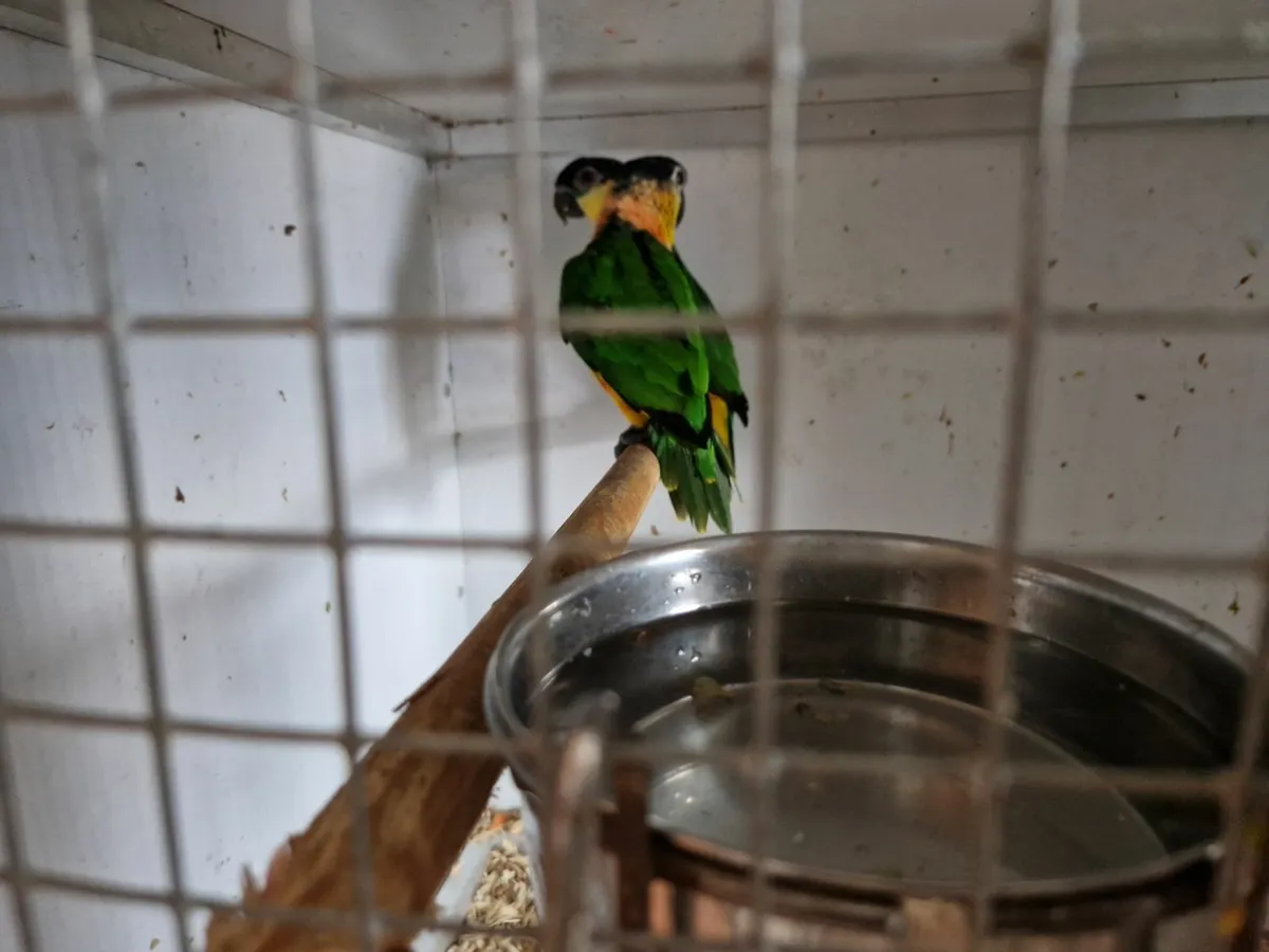Parrot - Image 2