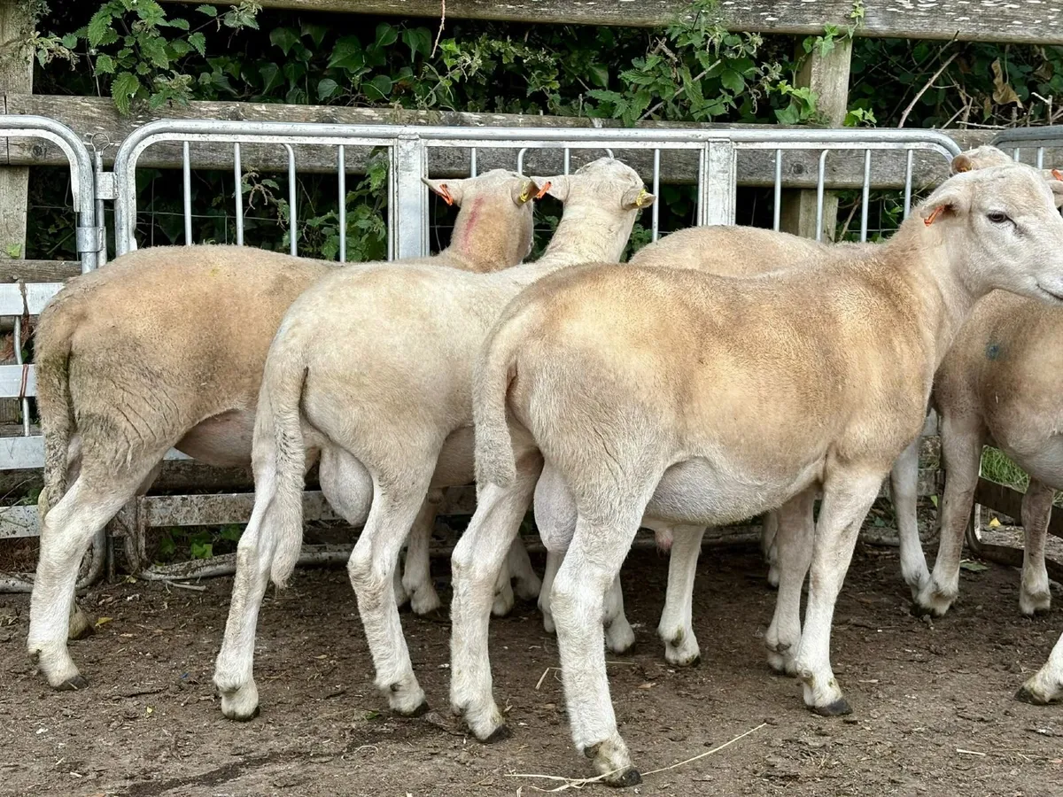 Easy Care Ram Lambs - Image 1