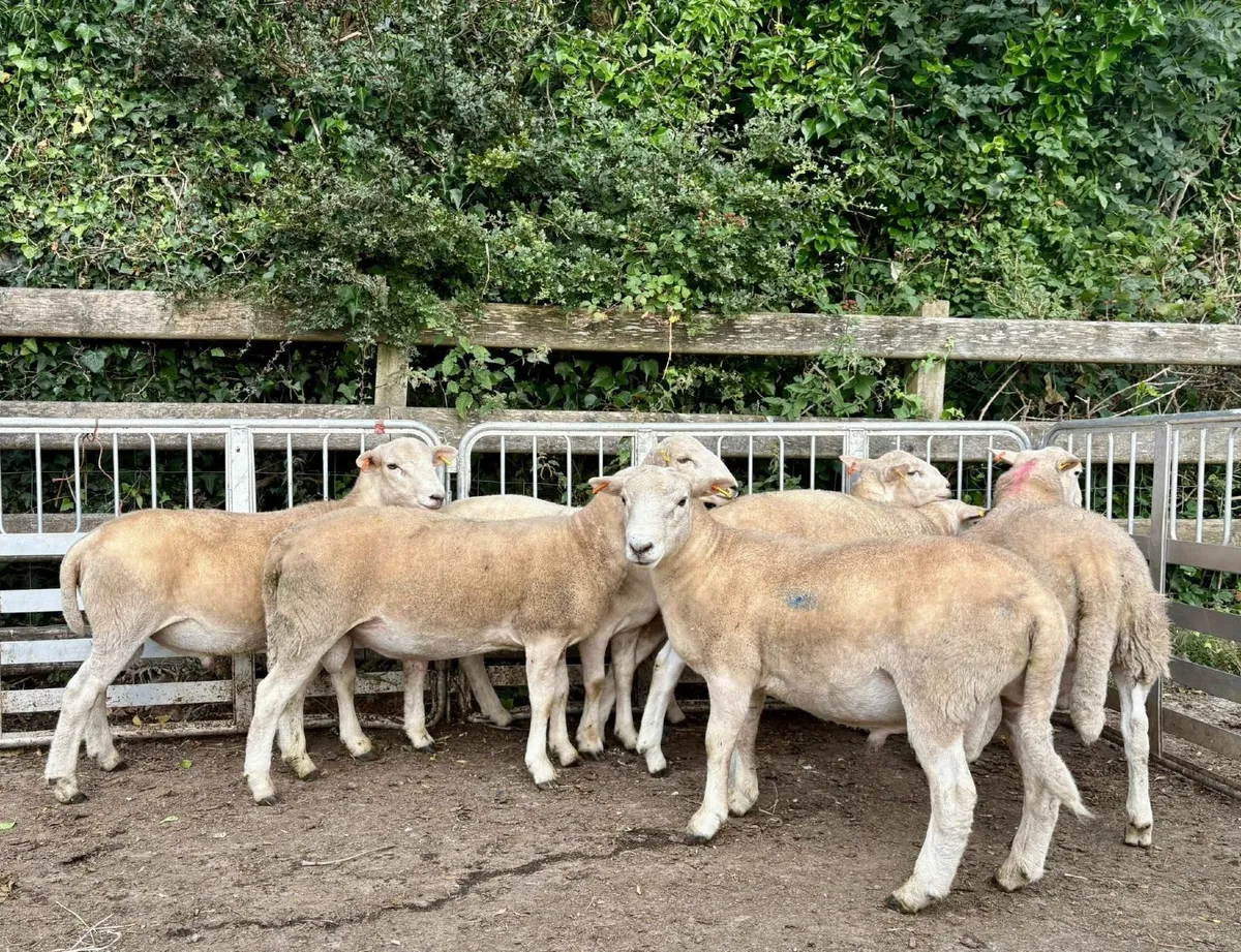 Easy Care Ram Lambs - Image 2
