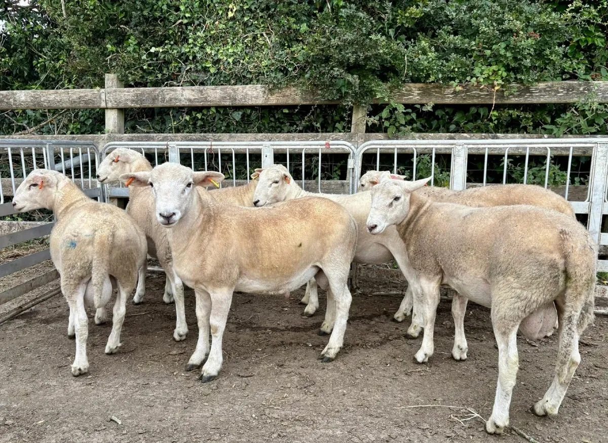 Easy Care Ram Lambs - Image 3