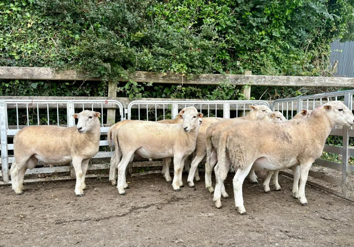 Easy Care Ram Lambs - Image 4