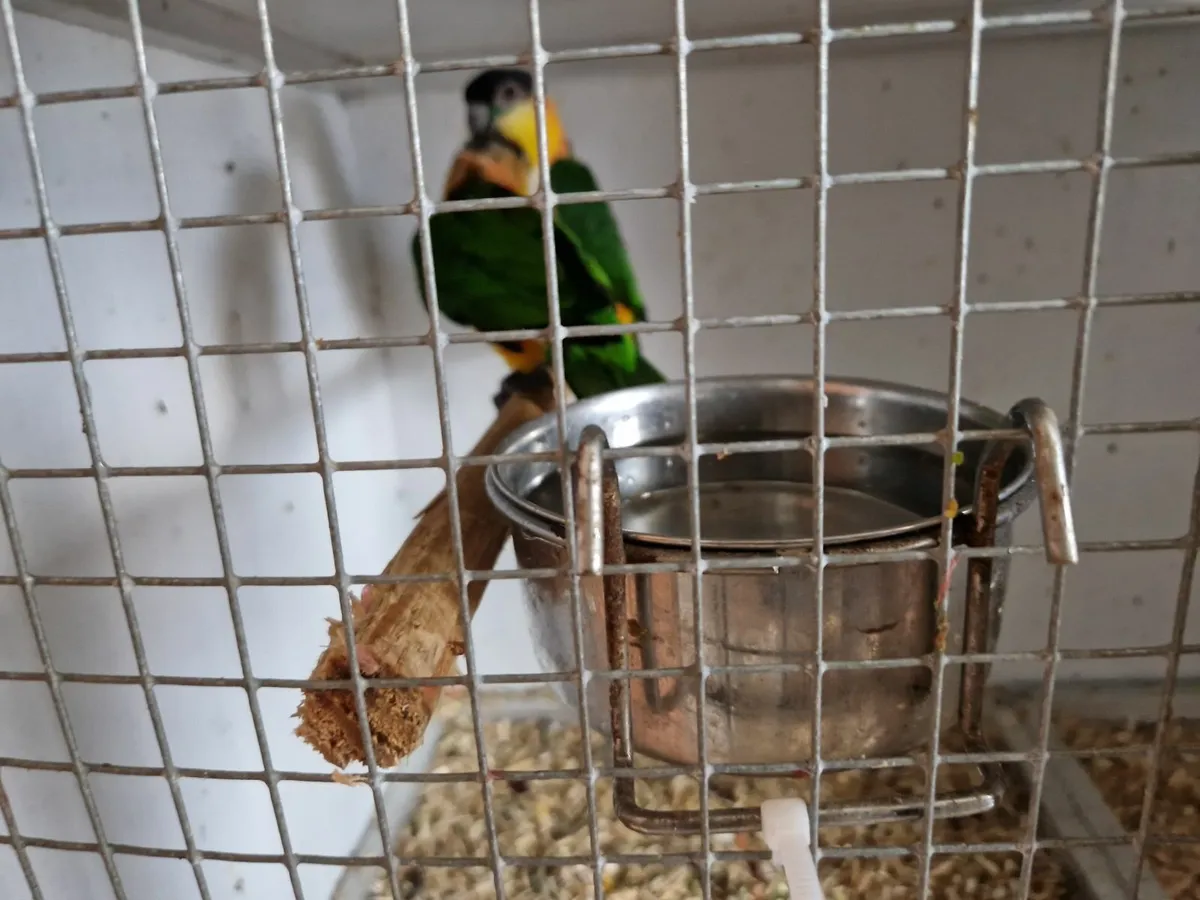 Parrot - Image 3