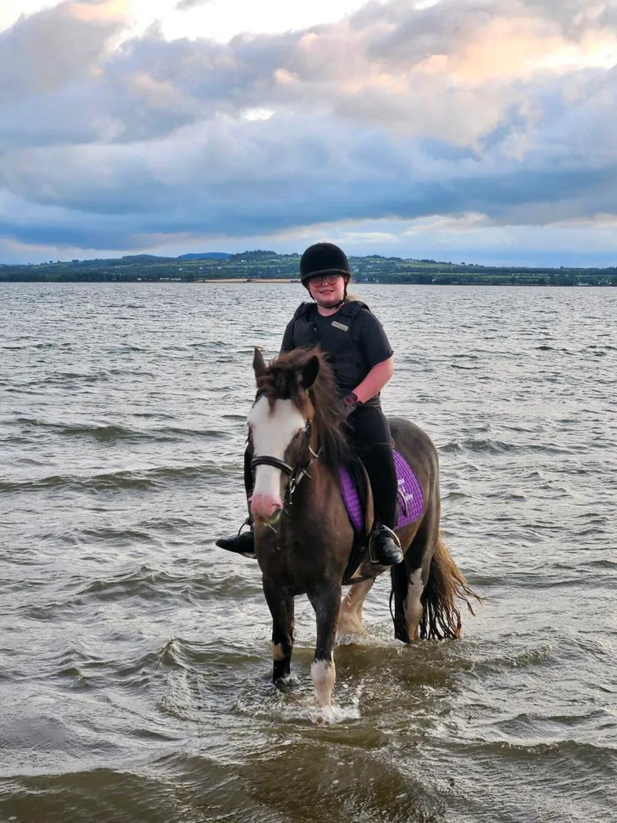 Bombproof 13.2hh cob for sale - Image 3