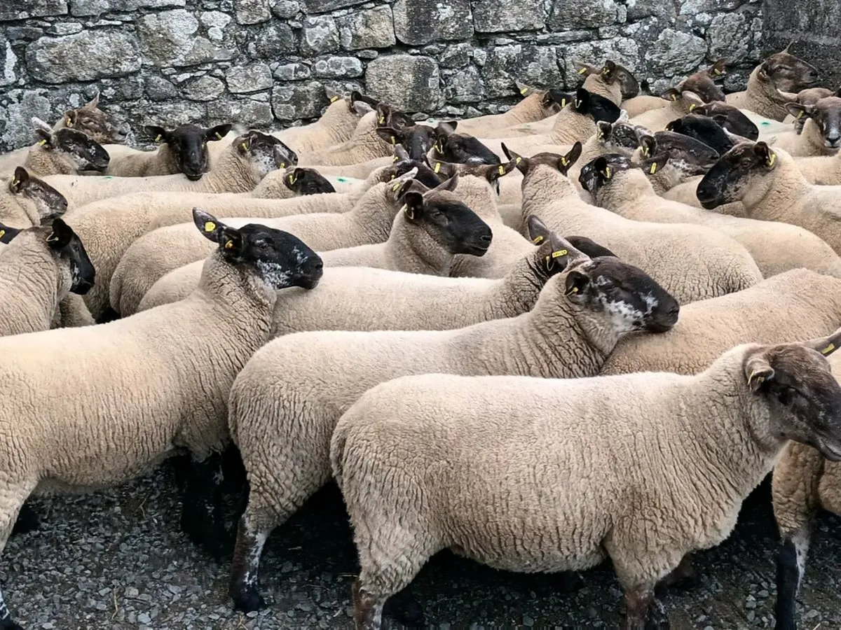 BORRIS MART THIS SATURDAY 30TH AUGUST - Image 1