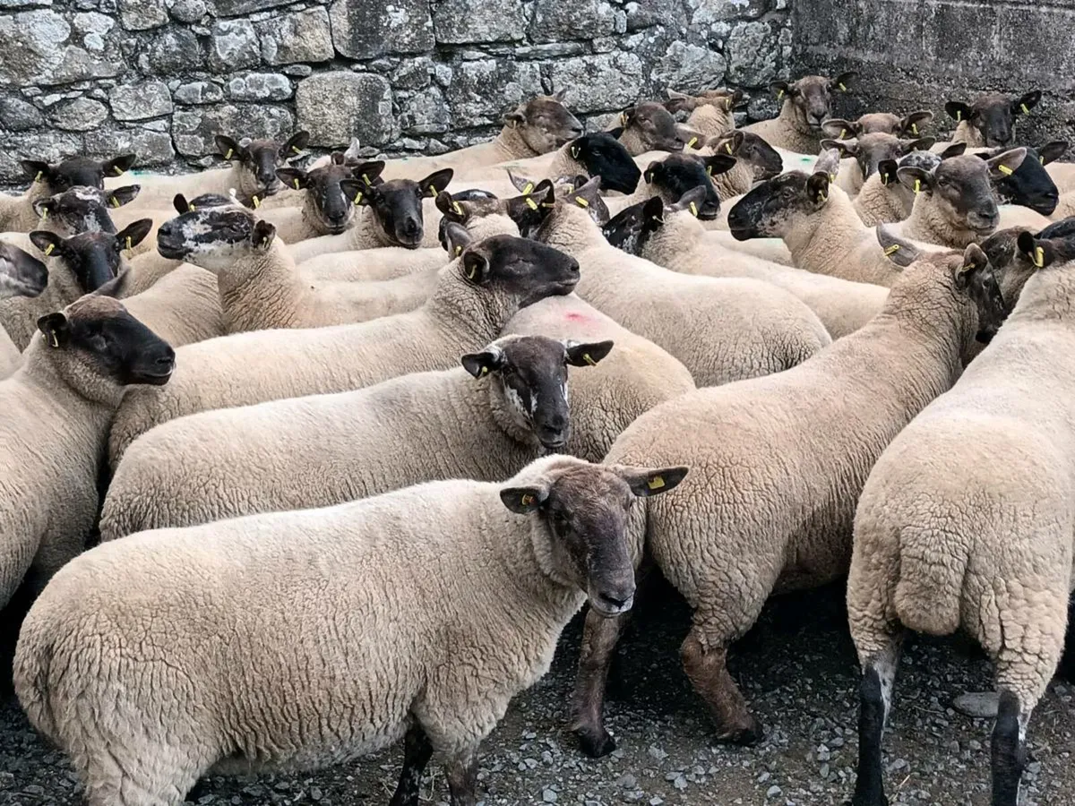 BORRIS MART THIS SATURDAY 30TH AUGUST - Image 2