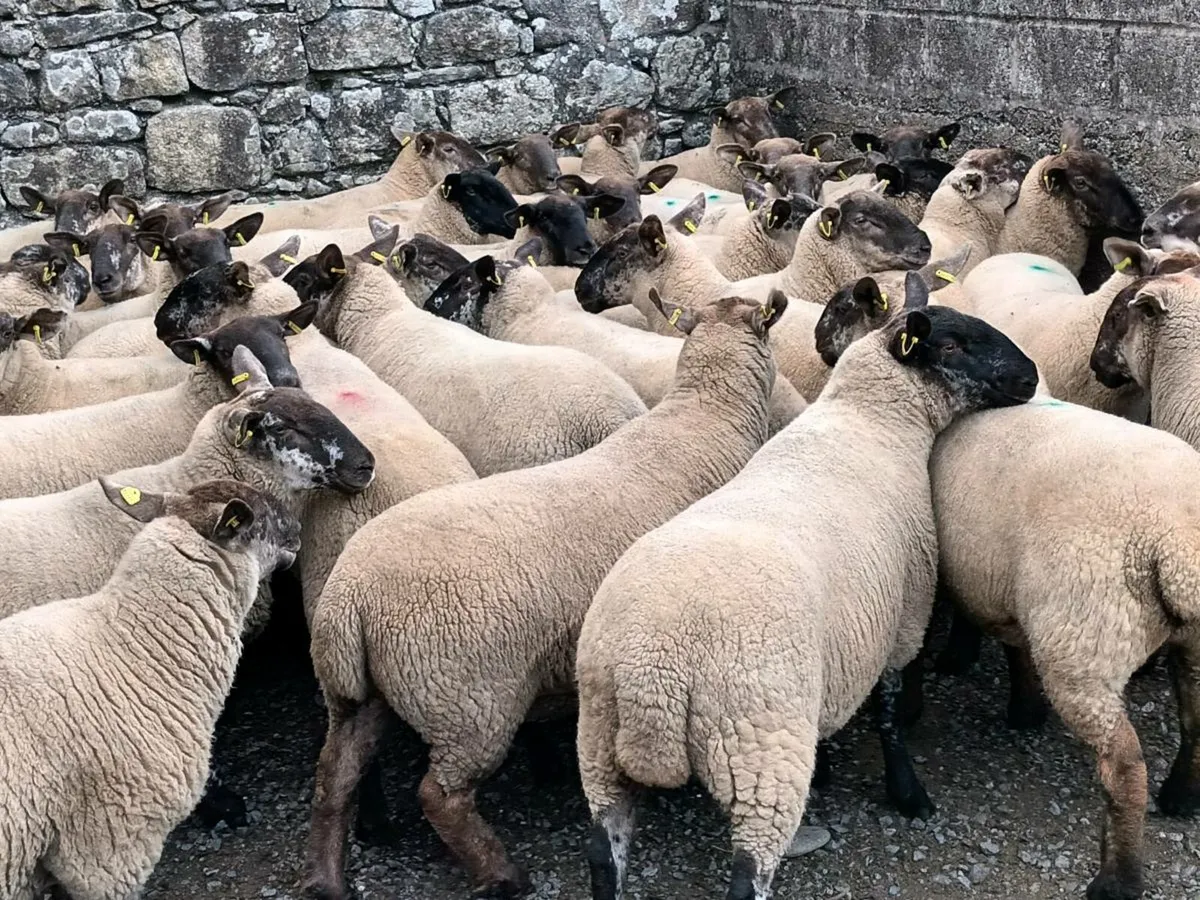 BORRIS MART THIS SATURDAY 30TH AUGUST - Image 3