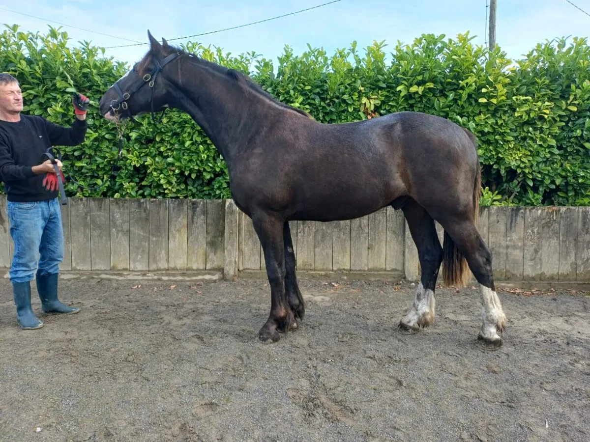 Top potential show cob - Image 1