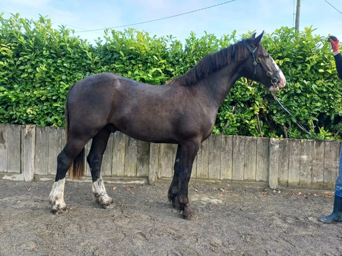 Top potential show cob - Image 2