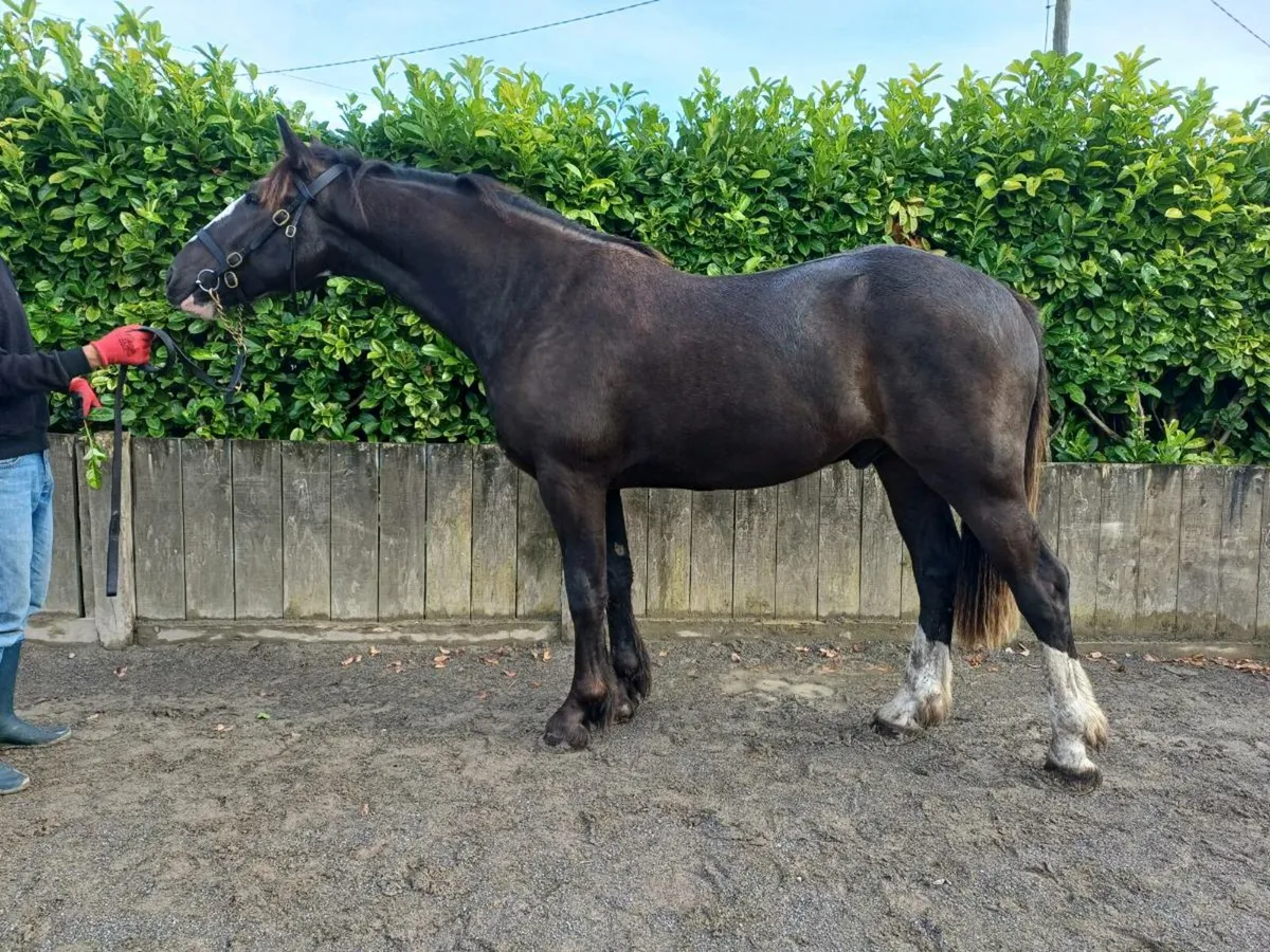 Top potential show cob - Image 3