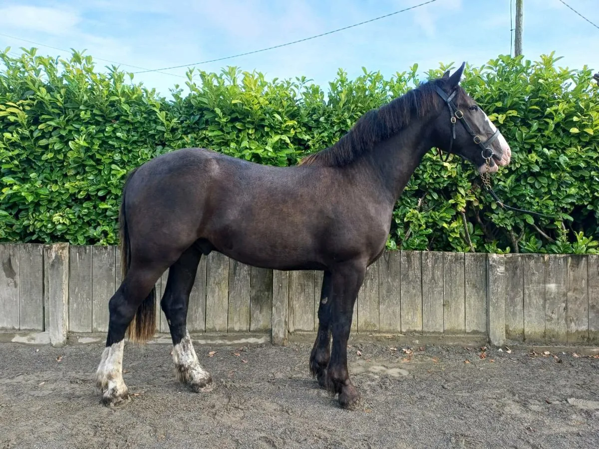Top potential show cob - Image 4