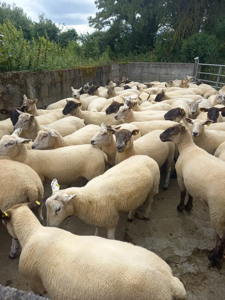 Hoggets for sale, cross breds - Image 1