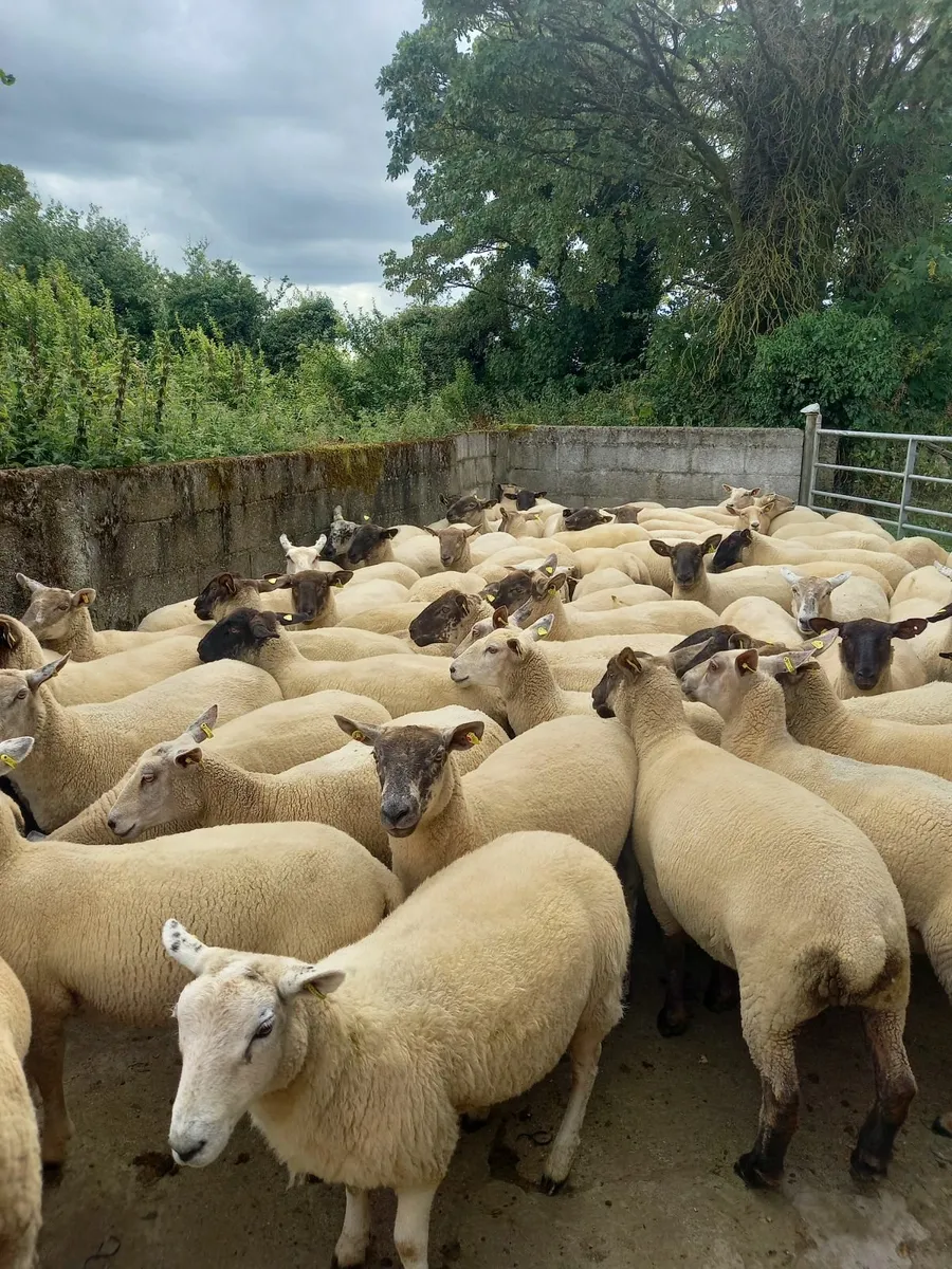 Hoggets for sale, cross breds - Image 3