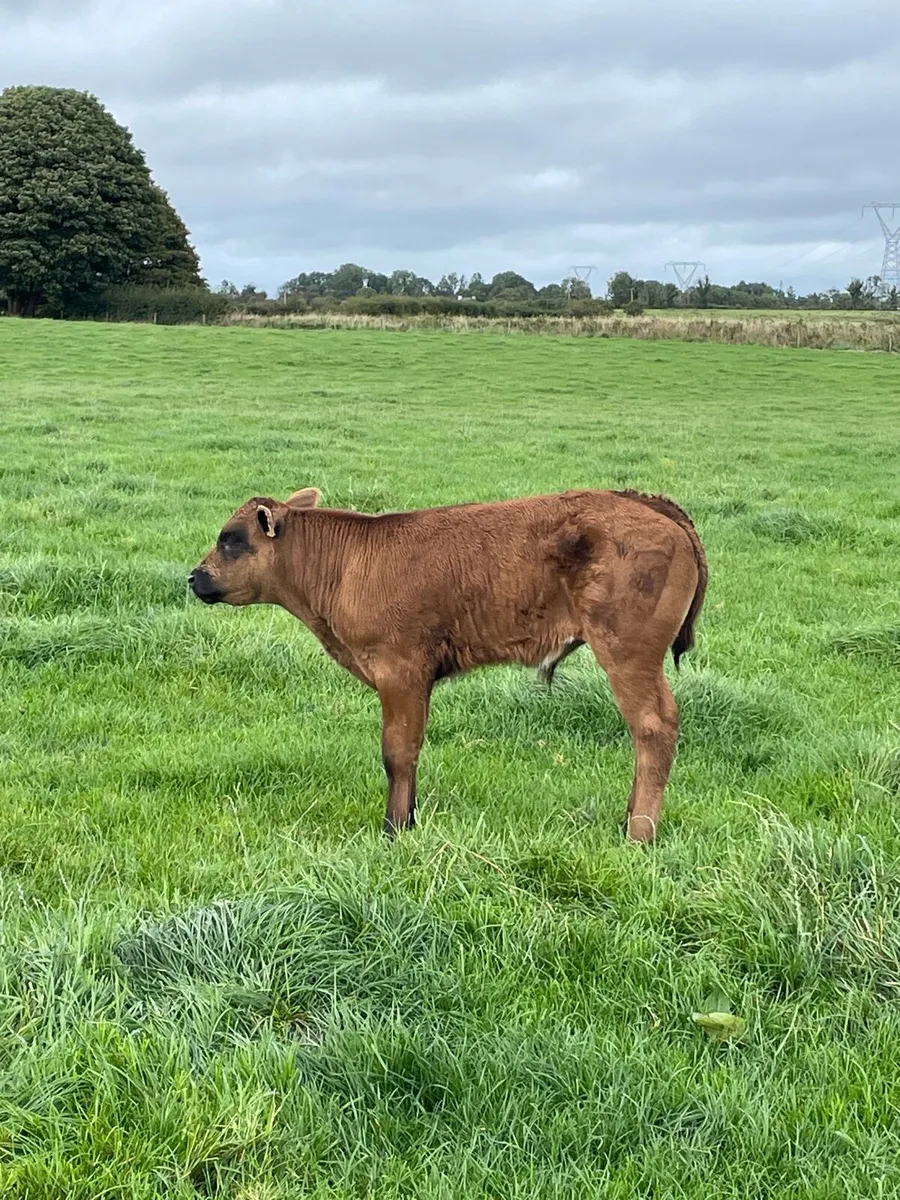 Suck calf - Image 1
