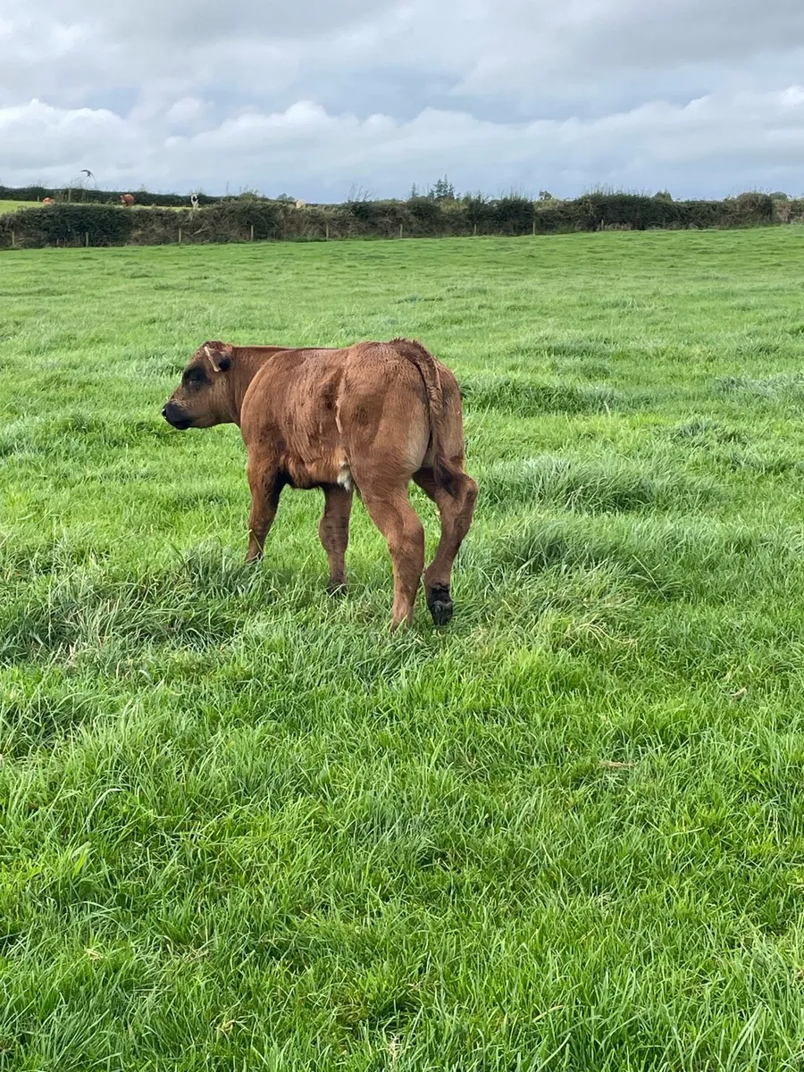 Suck calf - Image 2