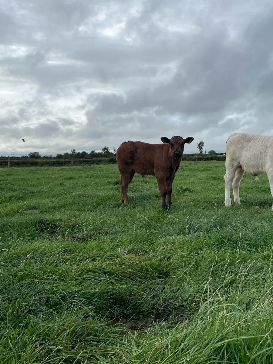 Suck calf - Image 3