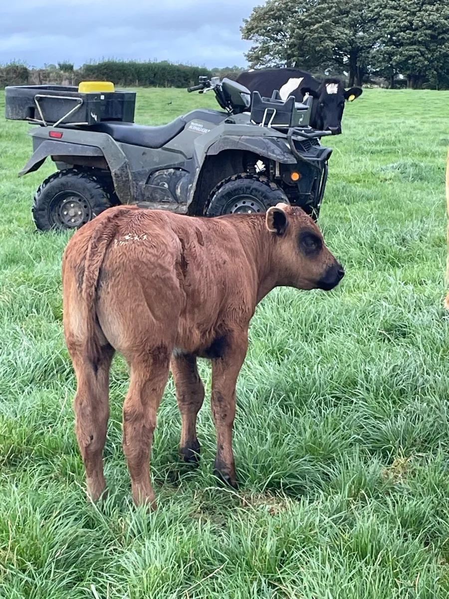 Suck calf - Image 4