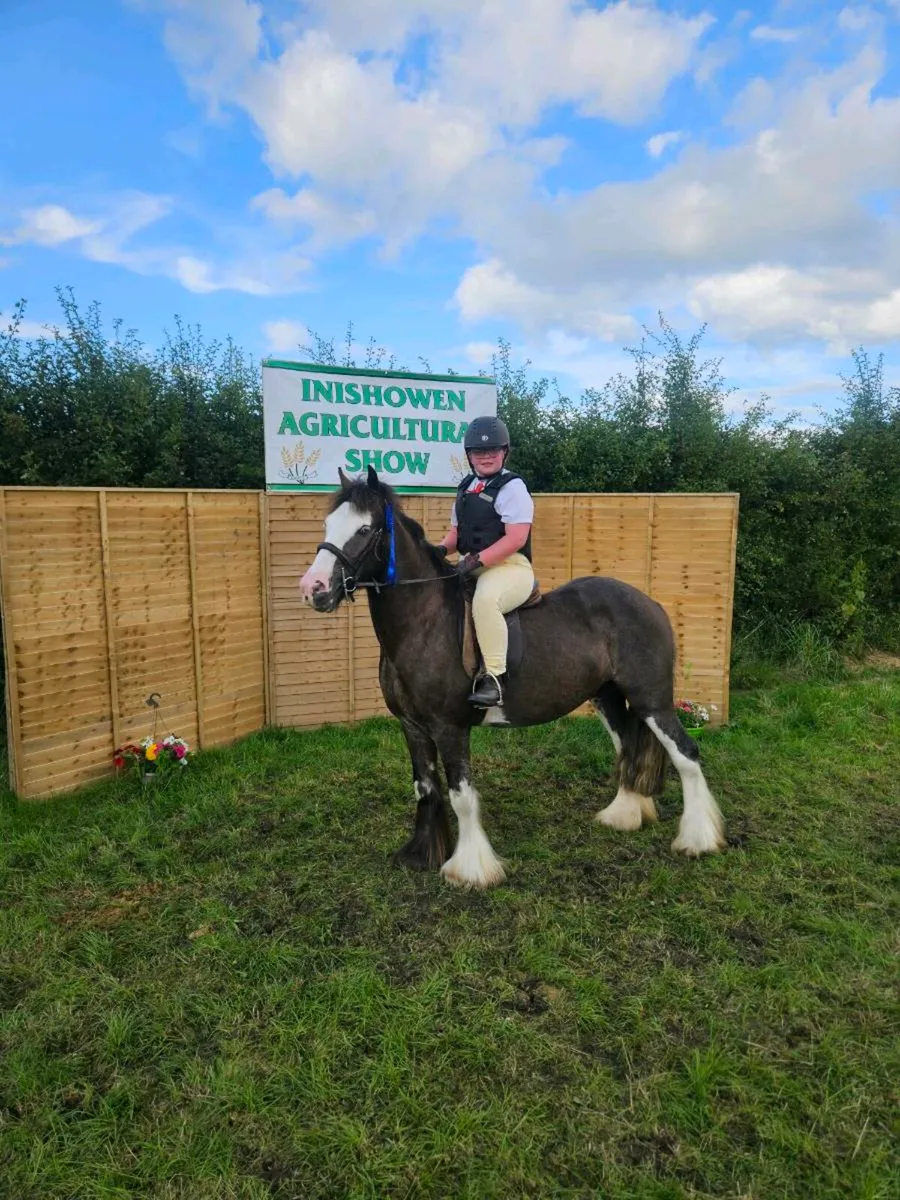 Bombproof 13.2hh cob for sale - Image 1