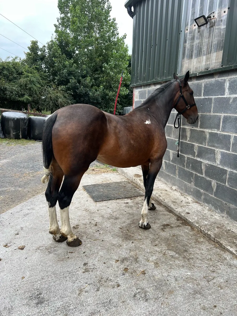 15.1hh driving mare - Image 1