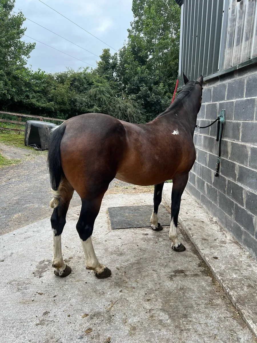 15.1hh driving mare - Image 2