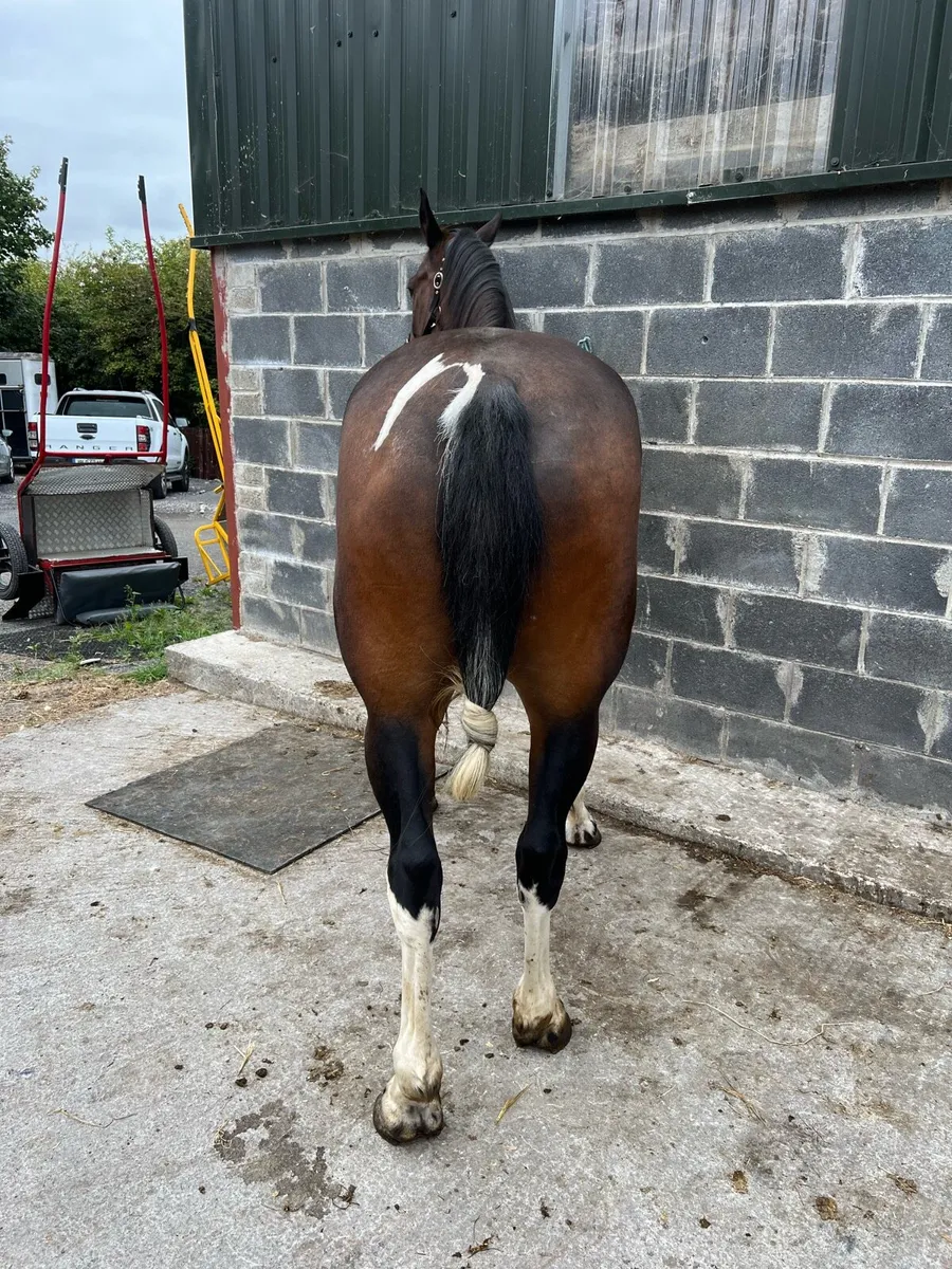 15.1hh driving mare - Image 3