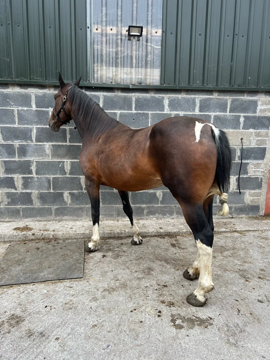 15.1hh driving mare - Image 4