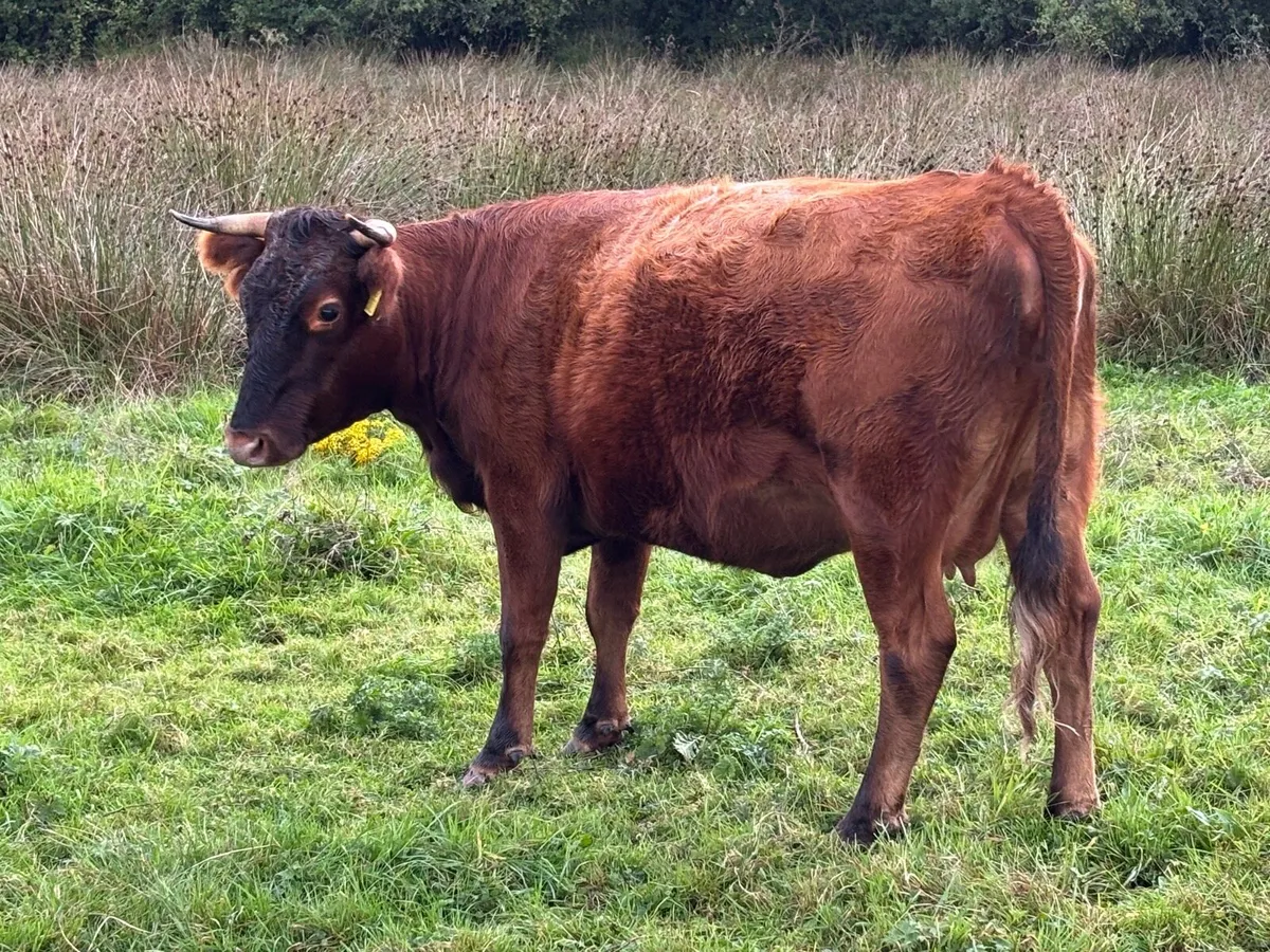 Dexter cattle - Image 2