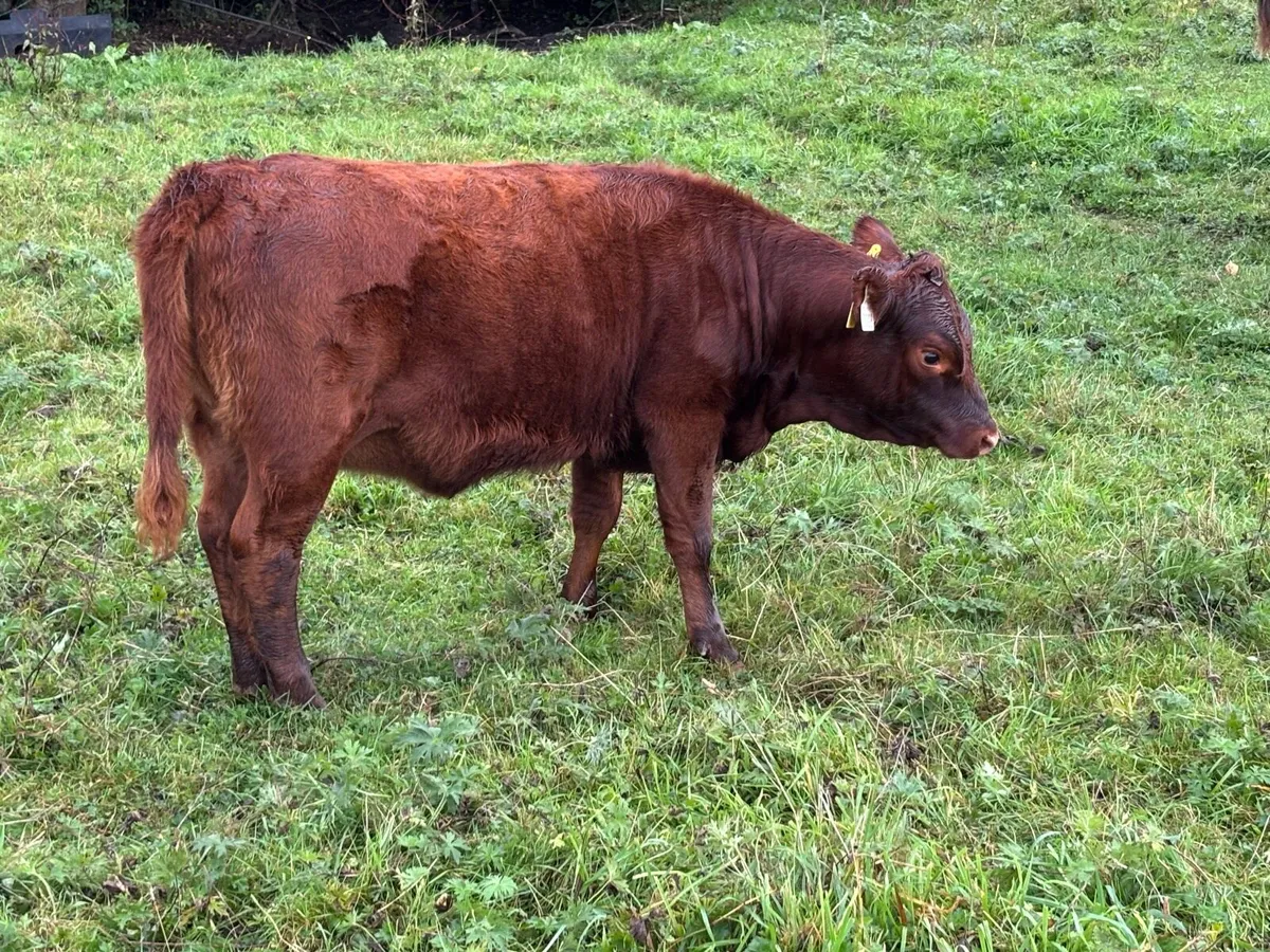 Dexter cattle - Image 3