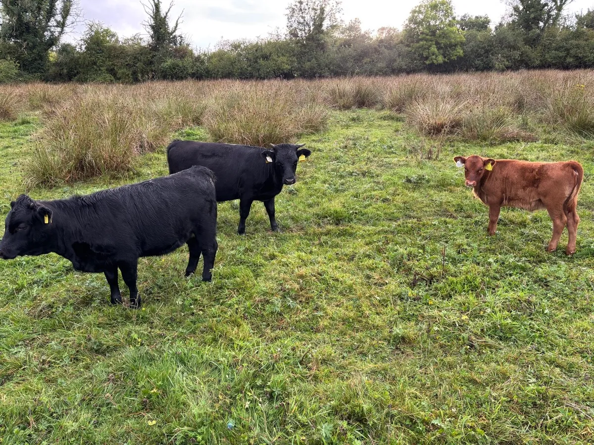 Dexter cattle - Image 4