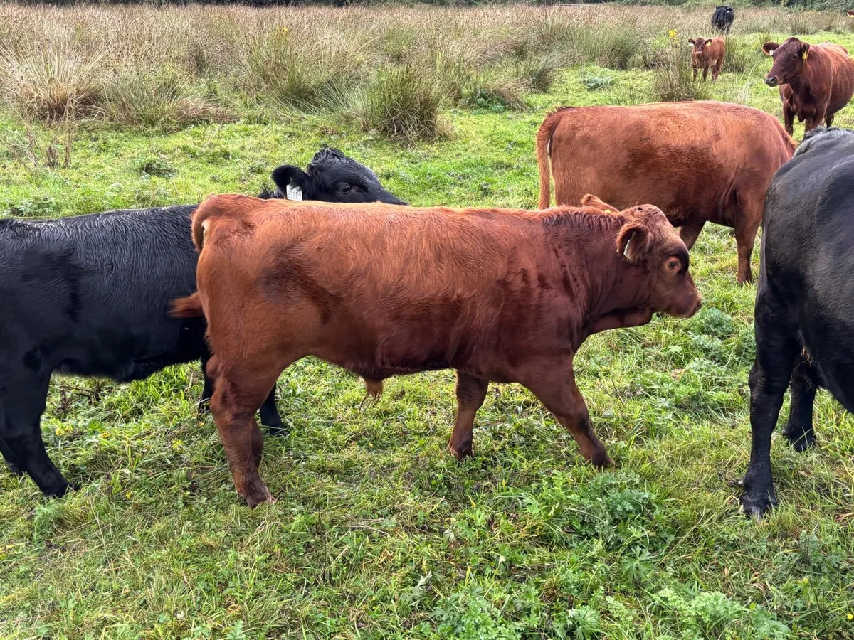 Dexter cattle - Image 1
