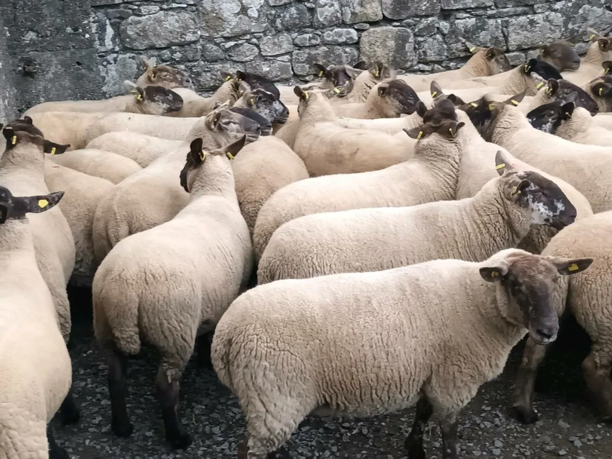 BORRIS MART THIS SATURDAY 30TH AUGUST - Image 4