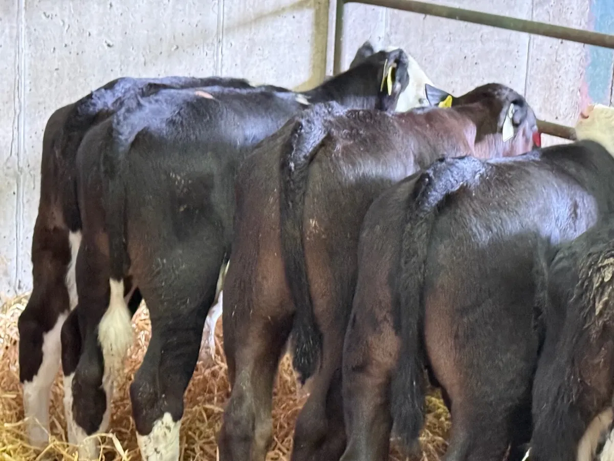 10 Top Quality Bull Calves - Image 2