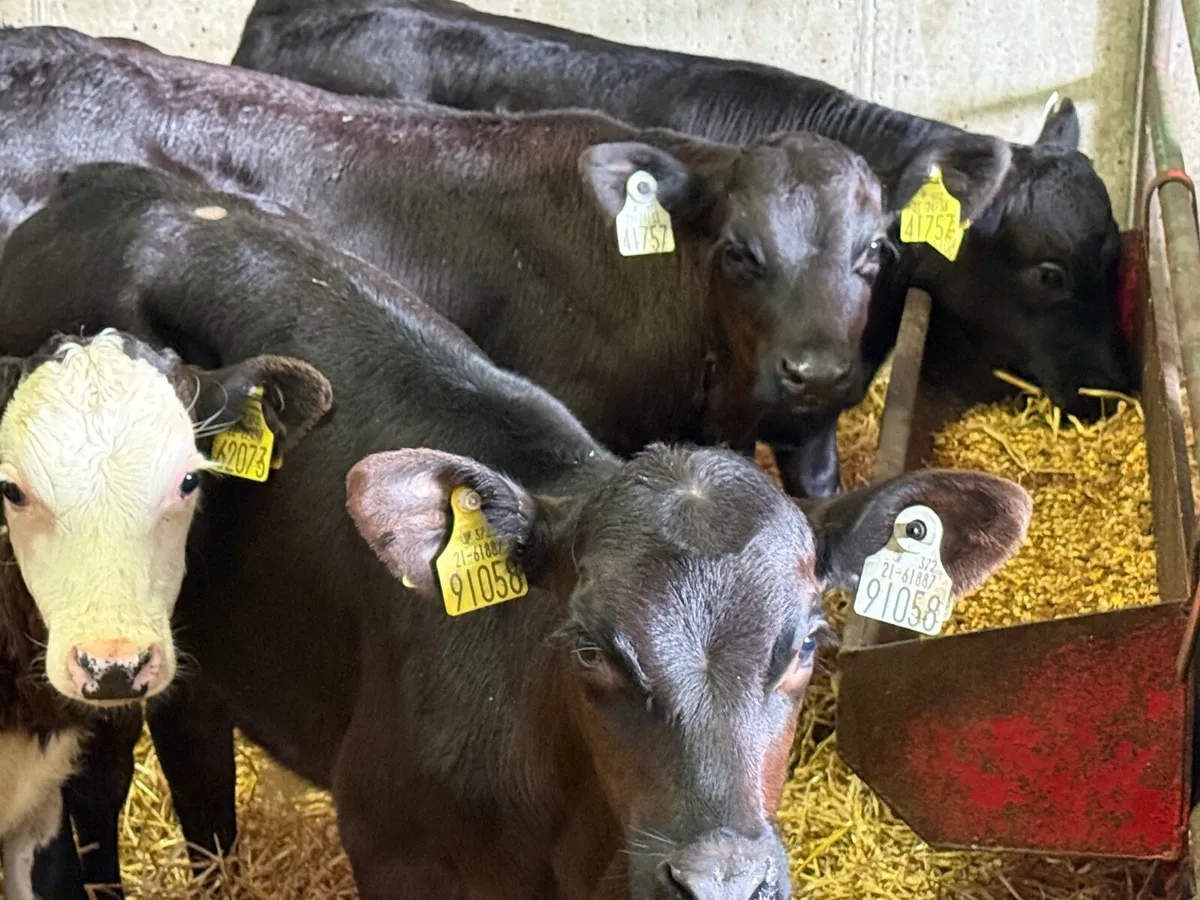 10 Top Quality Bull Calves - Image 3