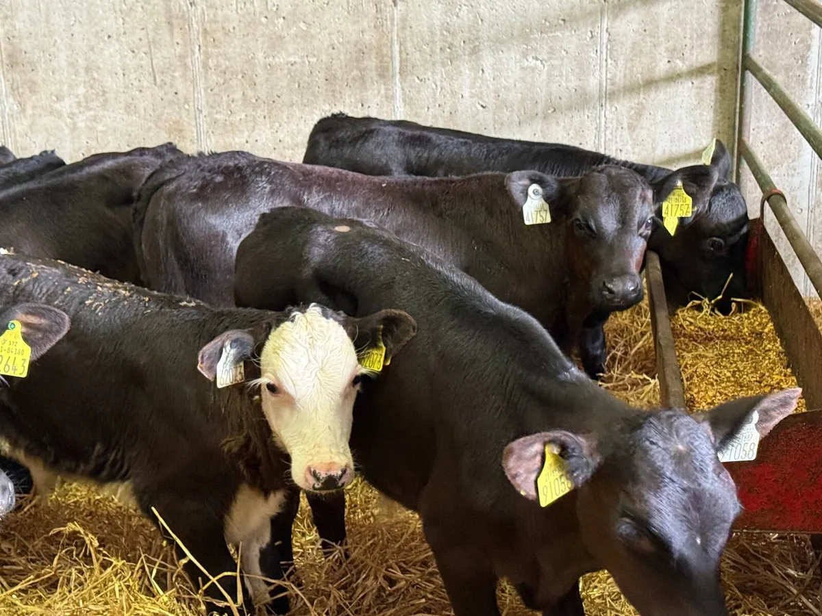 10 Top Quality Bull Calves - Image 4