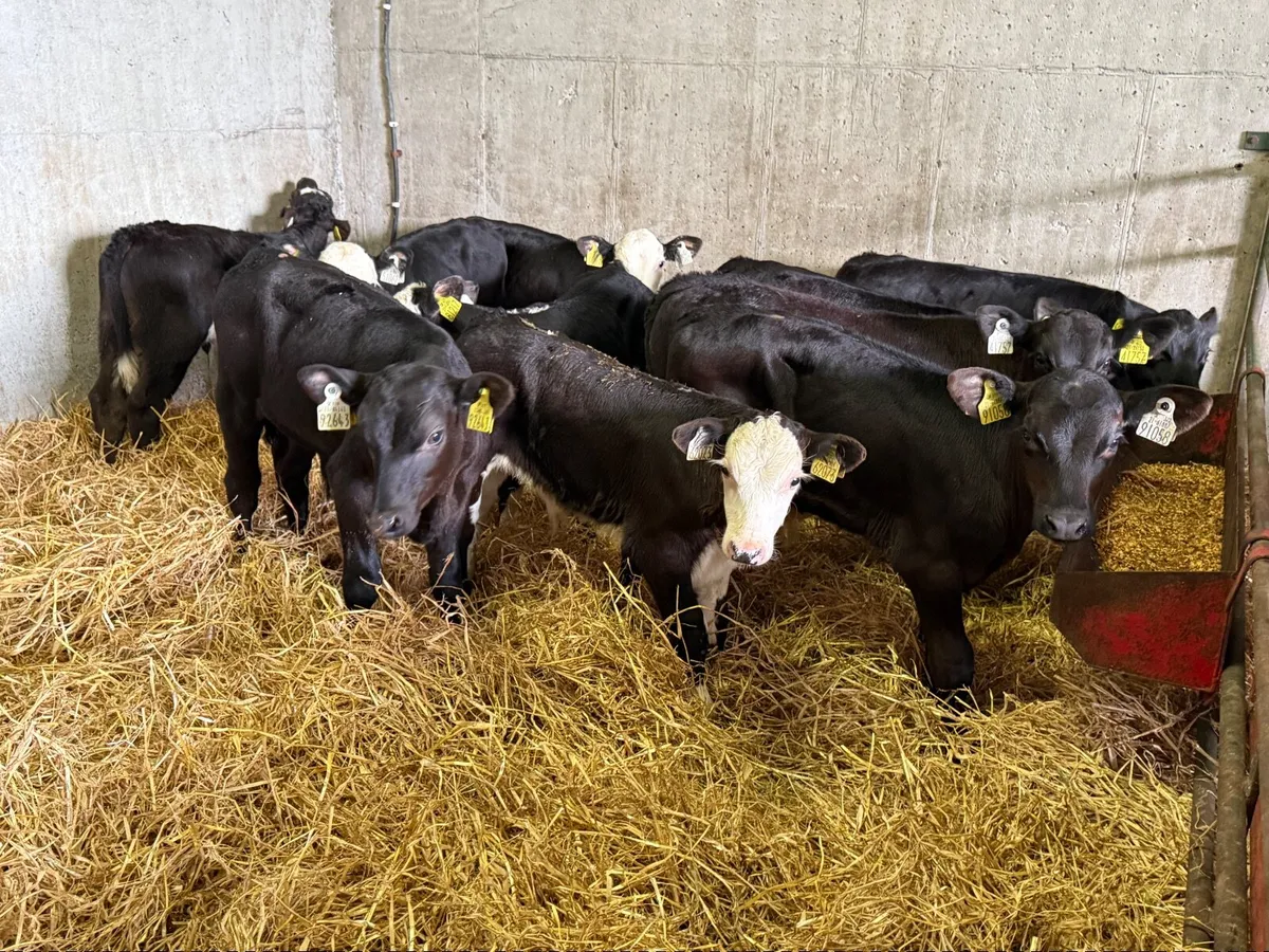 10 Top Quality Bull Calves - Image 1