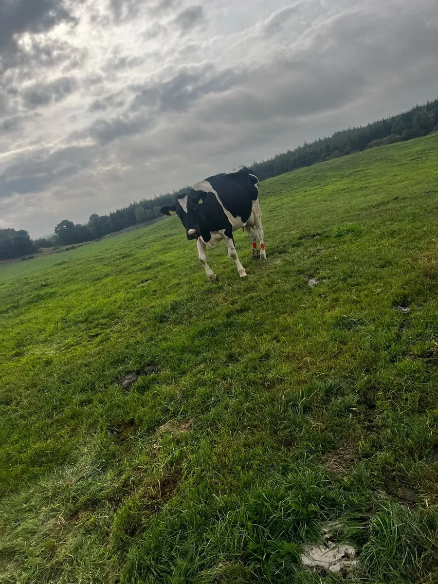 Cow for calfs - Image 1
