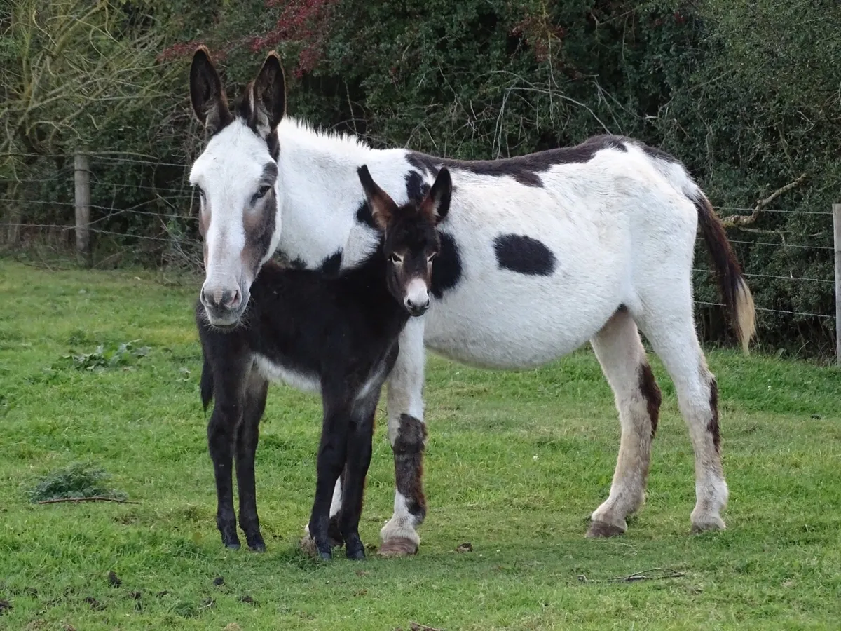 Top bunch of donkeys for sale - Image 1