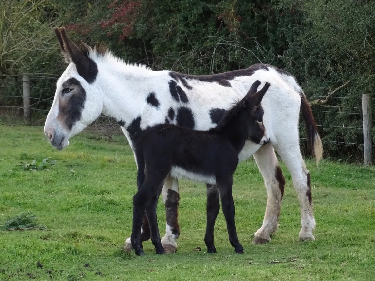 Top bunch of donkeys for sale - Image 2