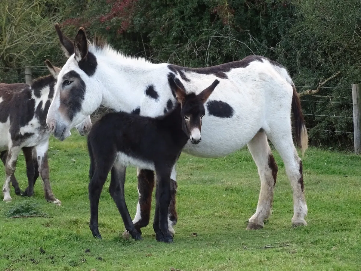Top bunch of donkeys for sale - Image 4